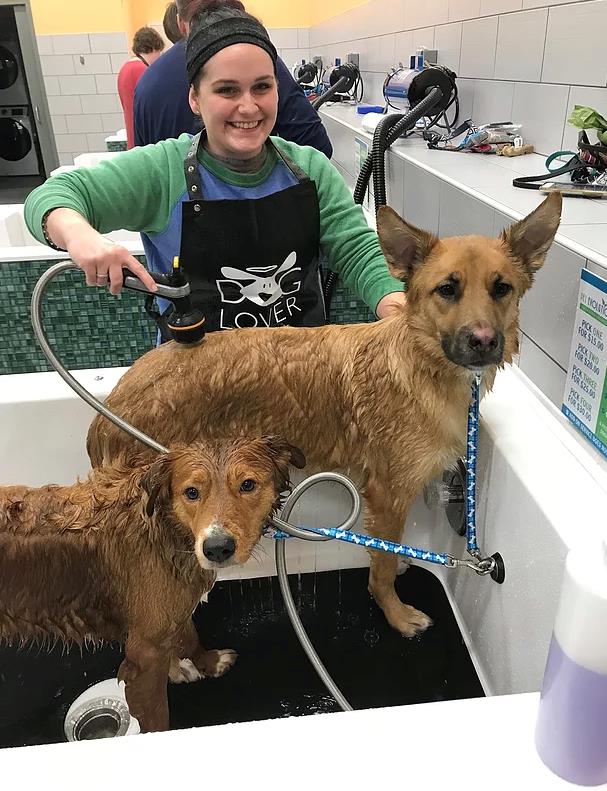 how to open a dog washing business