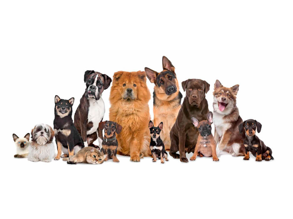 group of Pets in a dog-Boarding-Franchise-Opportunity
