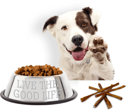 dog-with-food