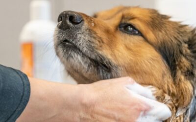 Pet Industry Side Hustles: Lucrative Opportunities Unleashed
