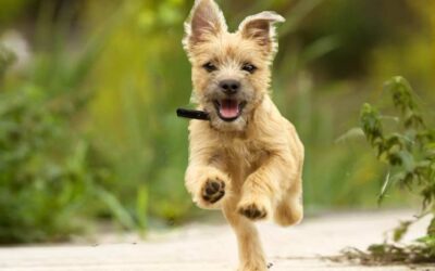 Building Your Dream Team: People Skills That Drive Pet Store Growth