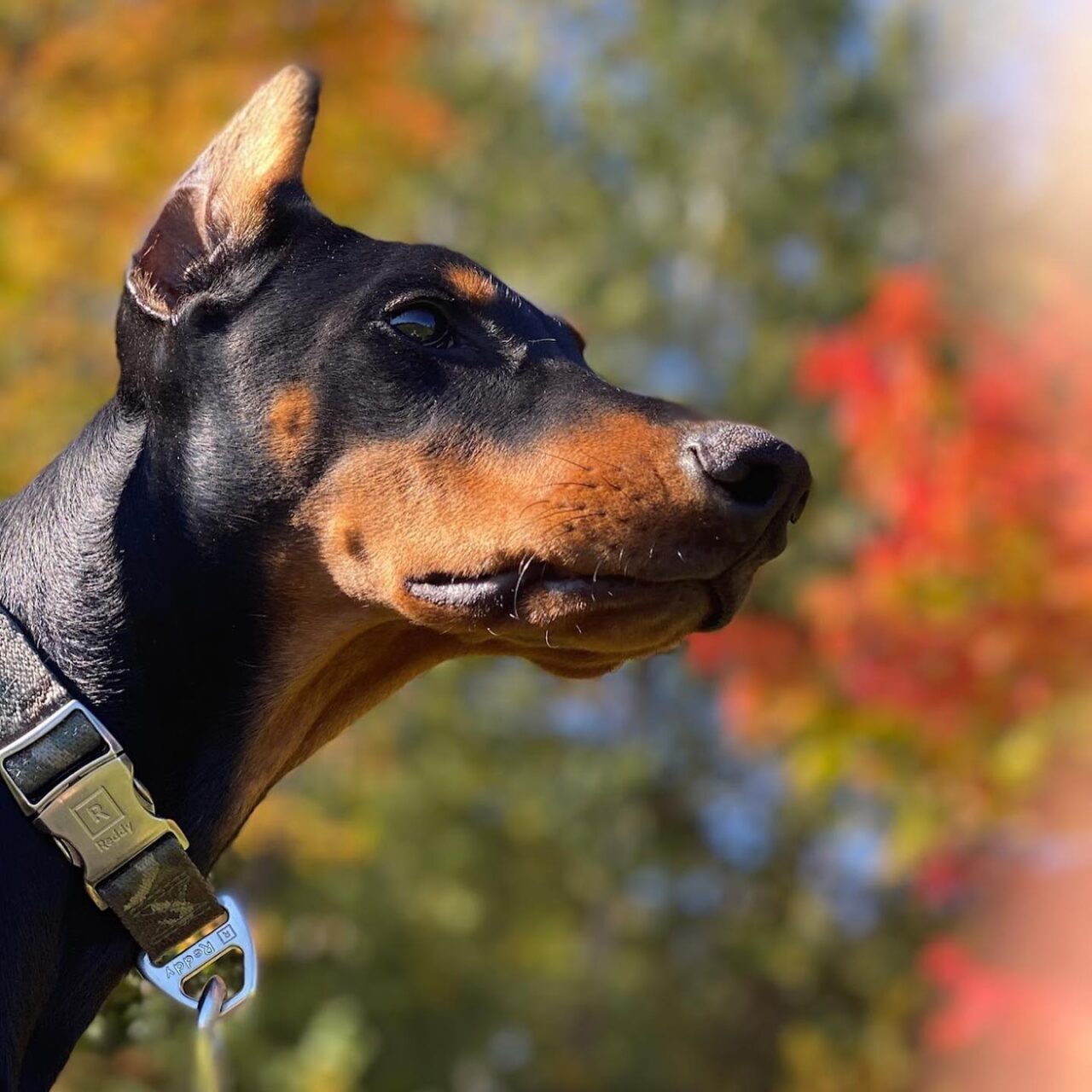 Why Invest in a Dog Franchise? | Pet Evolution Franchising
