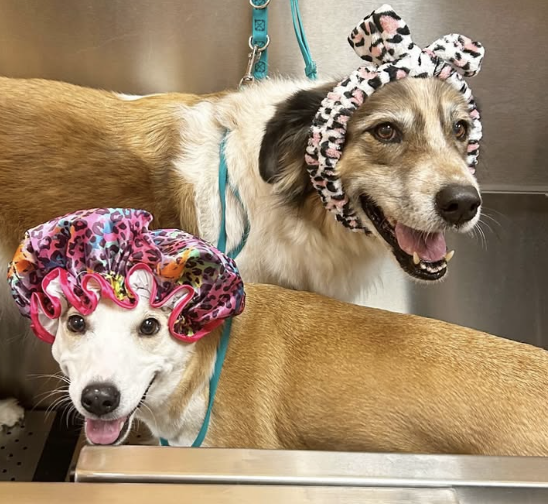 How to Choose the Right Pet Franchise | Pet Evolution Franchising